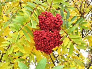 red-berry-tree-718605_960_720